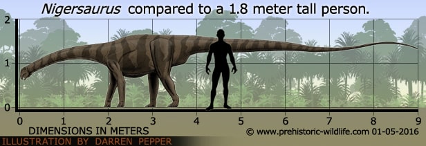 Body Measurement of Nigersaurus